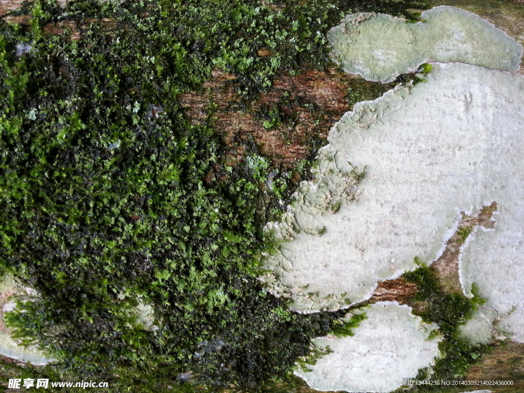 苔藓