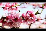 桃花蜜蜂视频