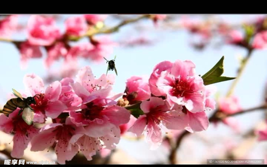 桃花蜜蜂视频