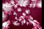 花朵花瓣视频