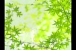 绿叶视频