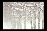 冬雪中的树木视频