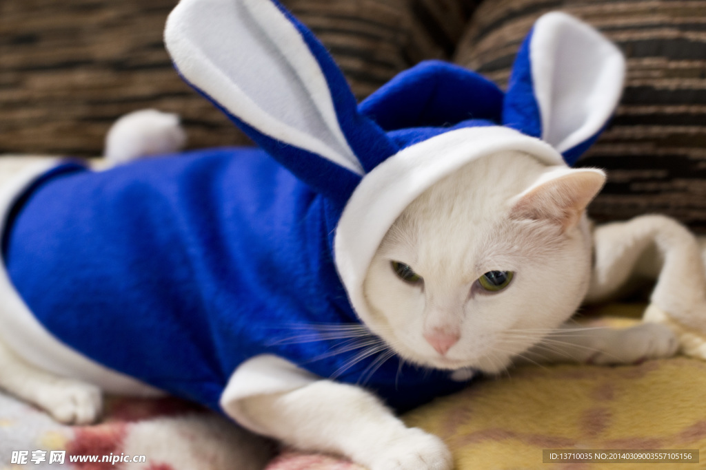 萌猫