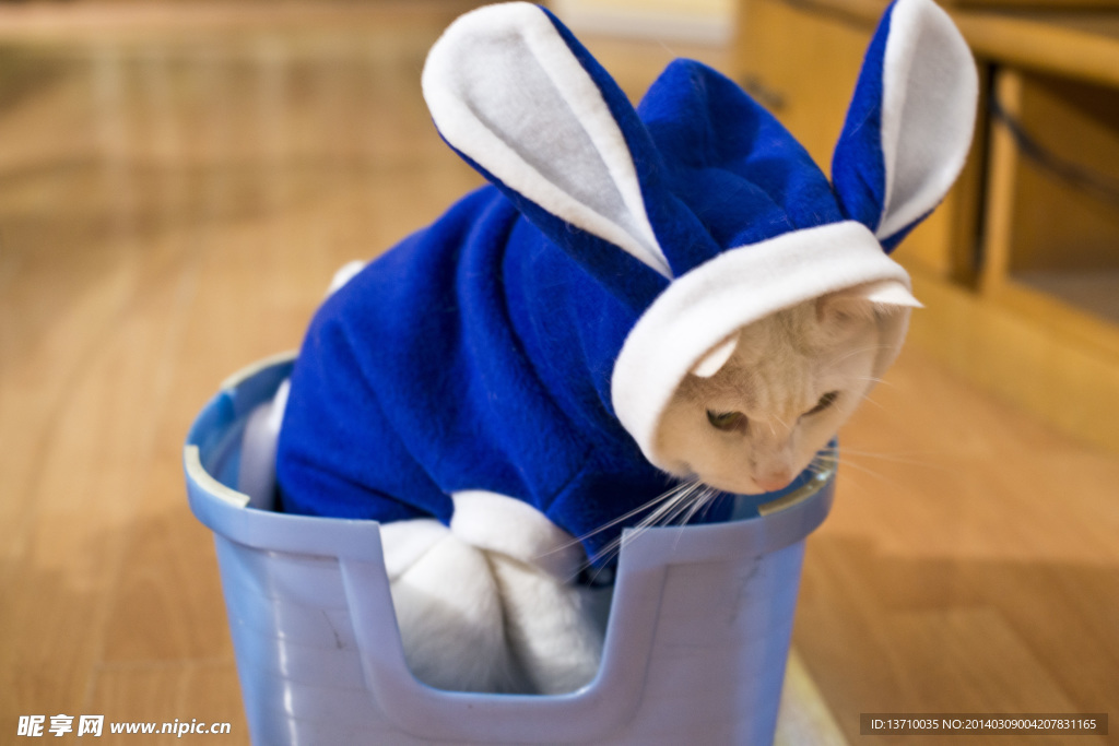 萌猫