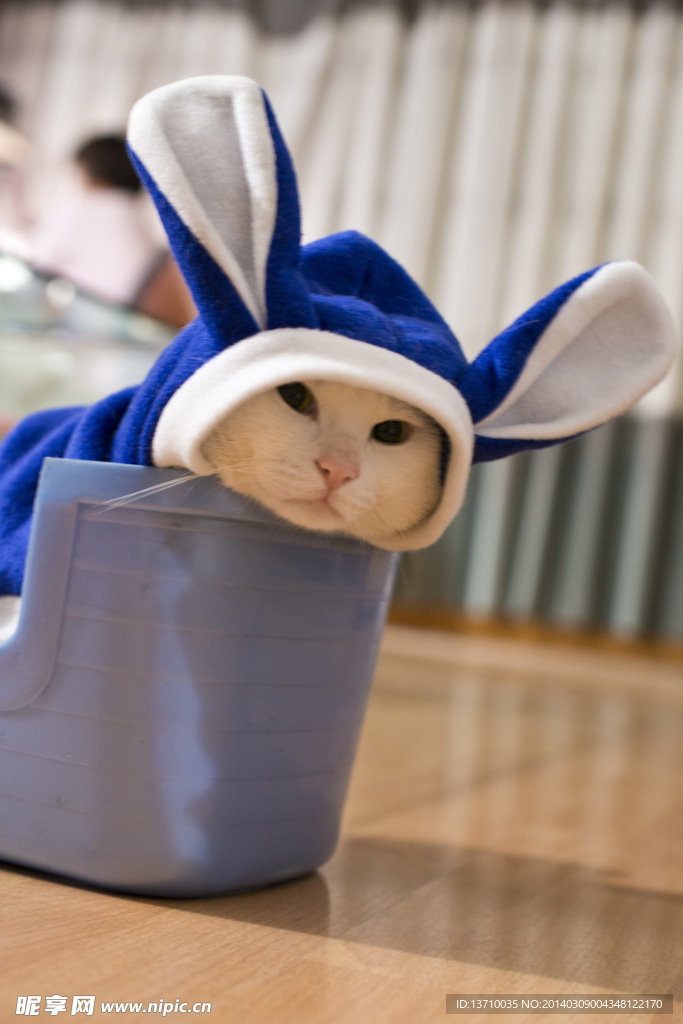 萌猫