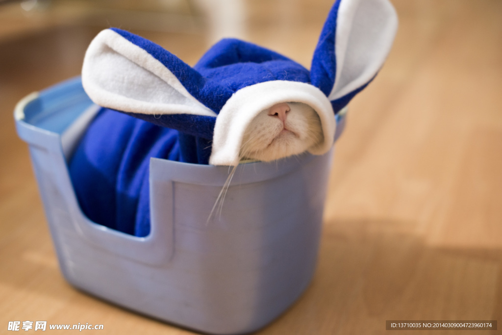 萌猫