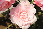 茶花
