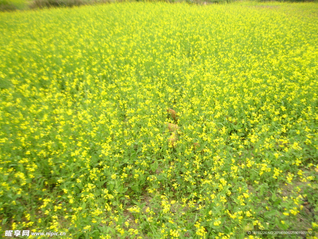 上林油菜花