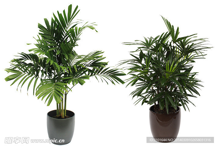 棕榈植物