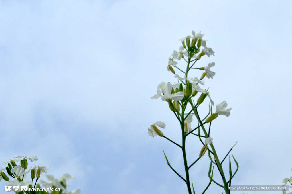 蔬菜花