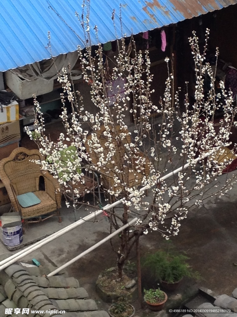 樱花