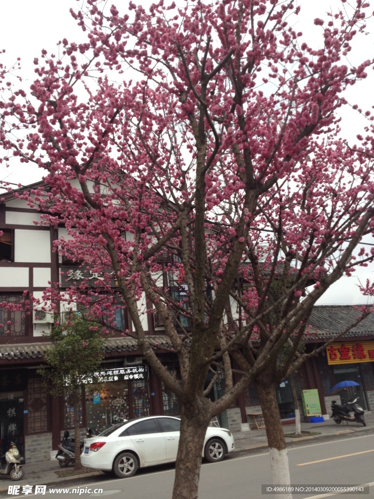花朵