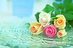 玫瑰花