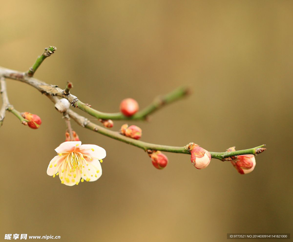 梅花
