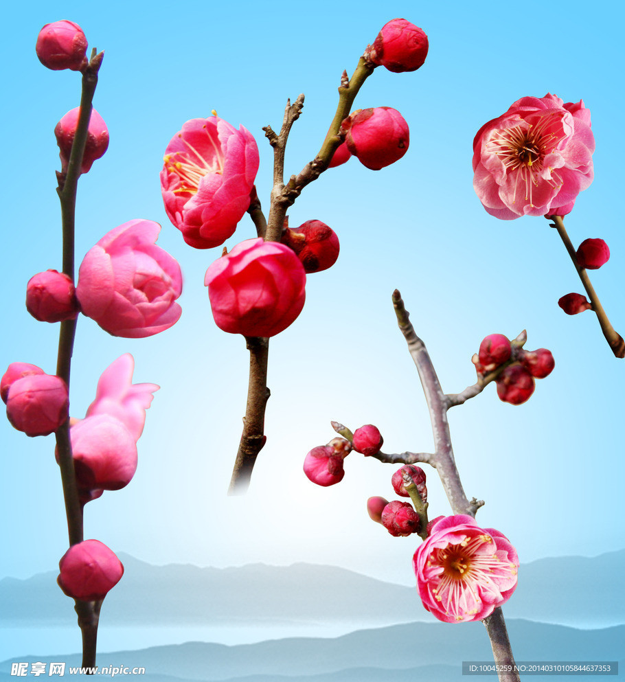 桃花