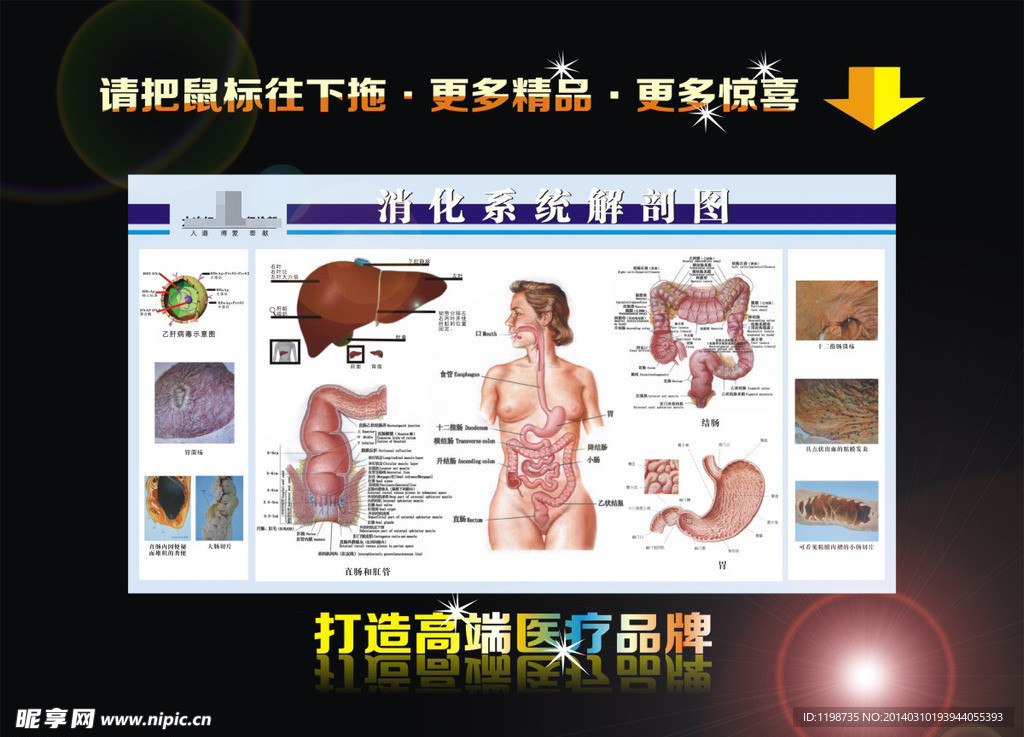 消化系统解剖图展板