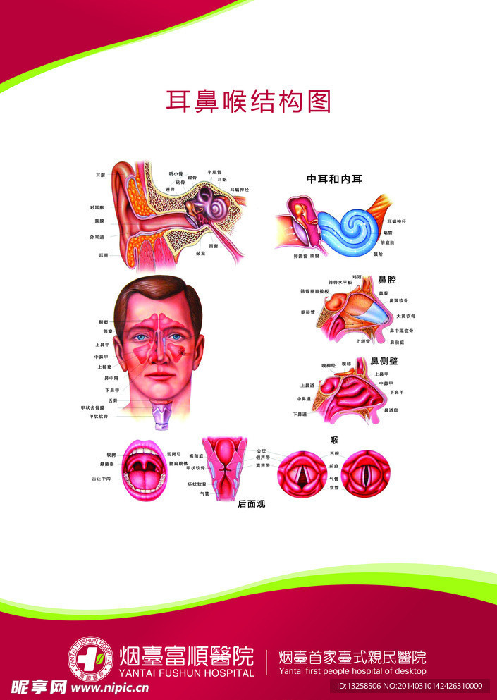 医疗 解刨图