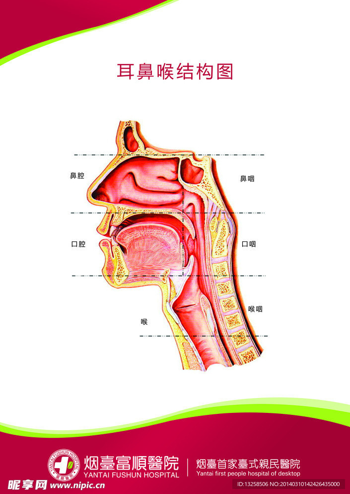 医疗 解刨图