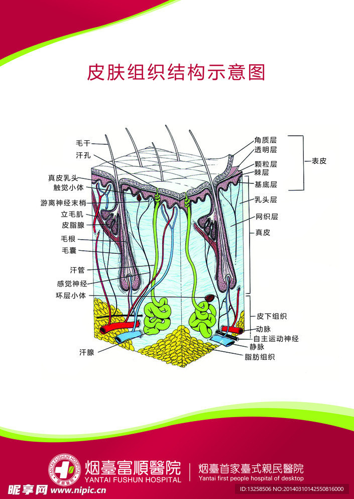 医疗解刨图