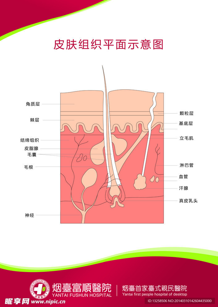 医疗 解刨图