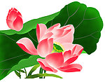 莲花（通道分层）