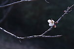 梅花山梅花