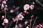 梅花山梅花
