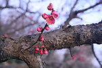 梅花山梅花