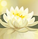 白莲花