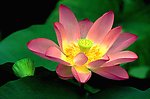 莲花