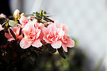 杜鹃花