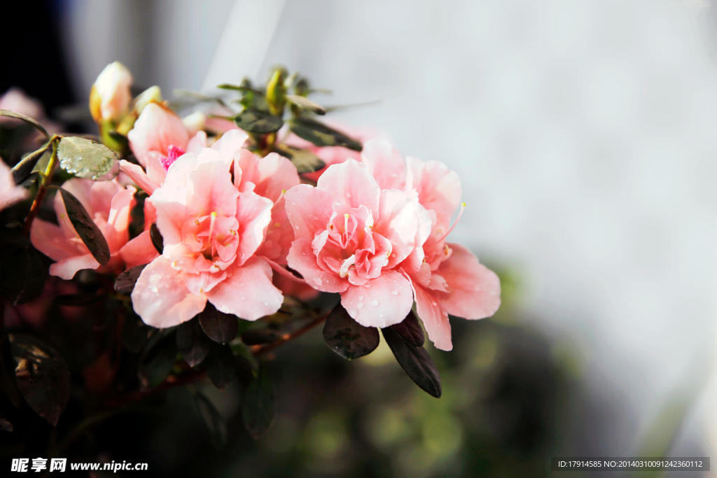 杜鹃花