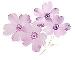花（通道分层）
