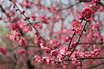 春天里红色梅花