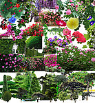 树 花