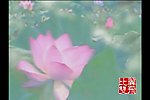 荷花视频素材