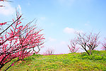 首届上海梅花节