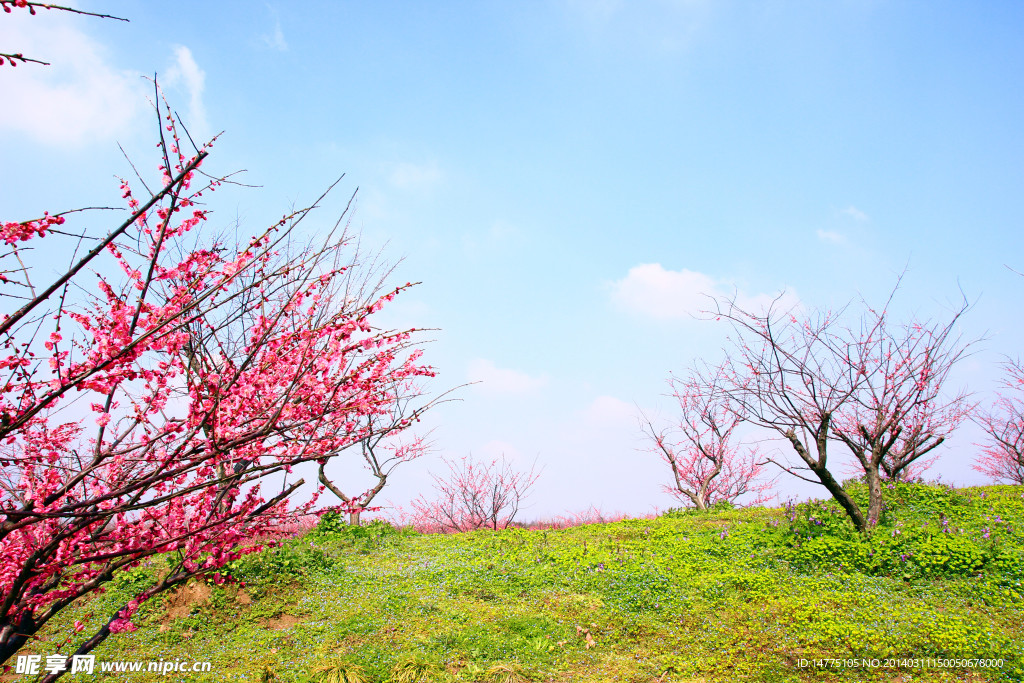 首届上海梅花节