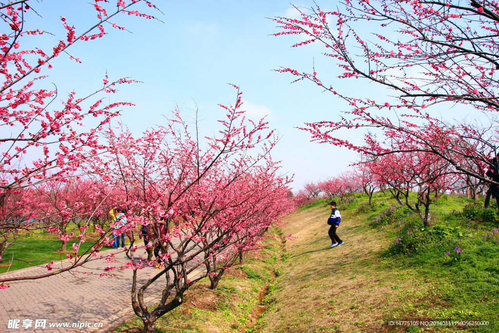 首届上海梅花节