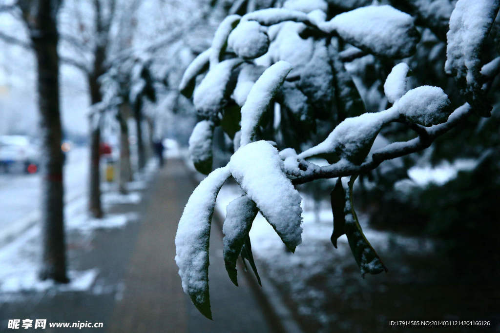 雪韵