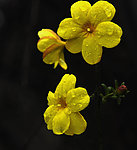 花和雨