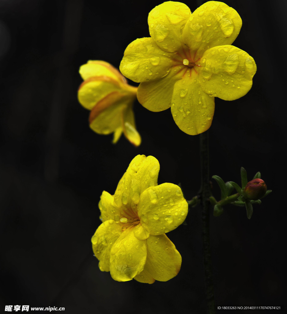 花和雨