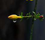 花和雨
