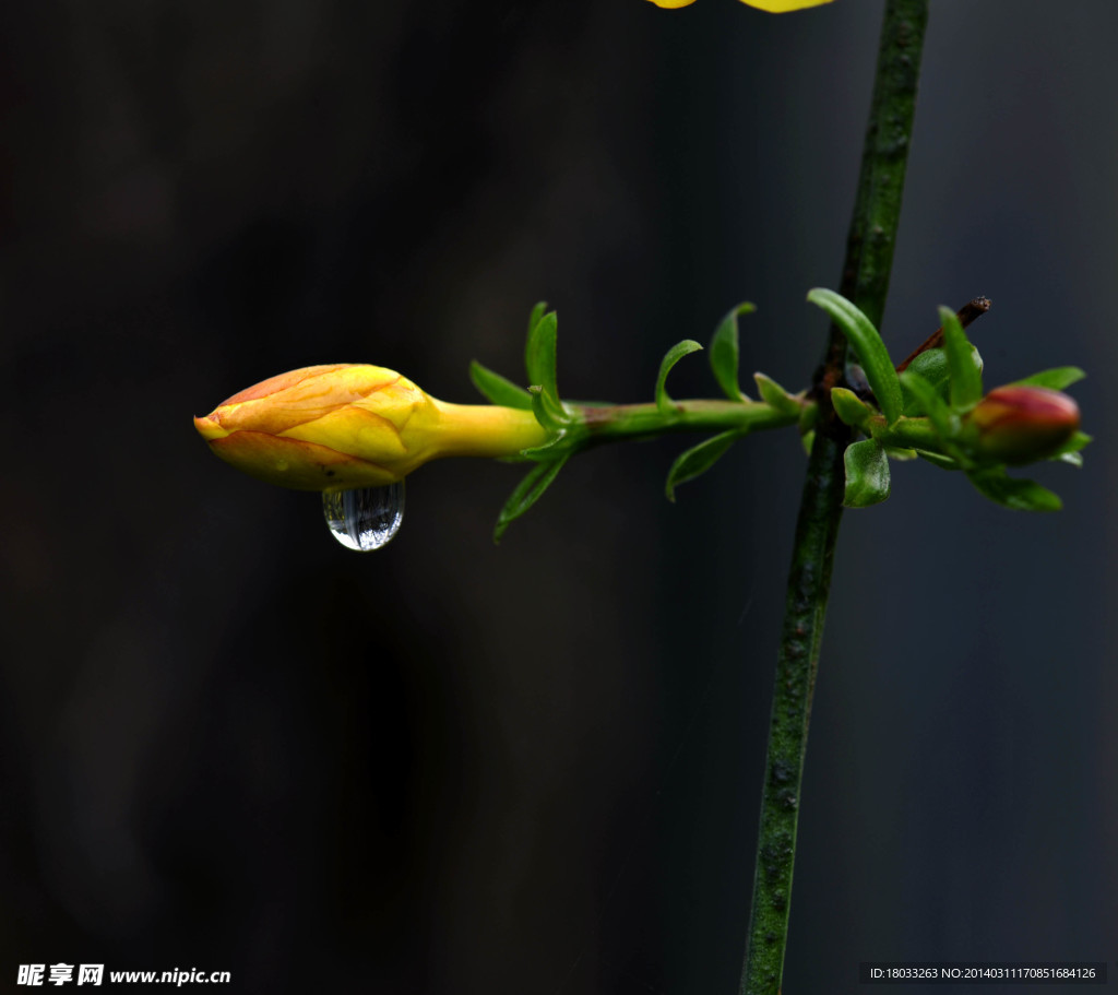 花和雨