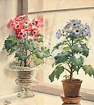 静物鲜花