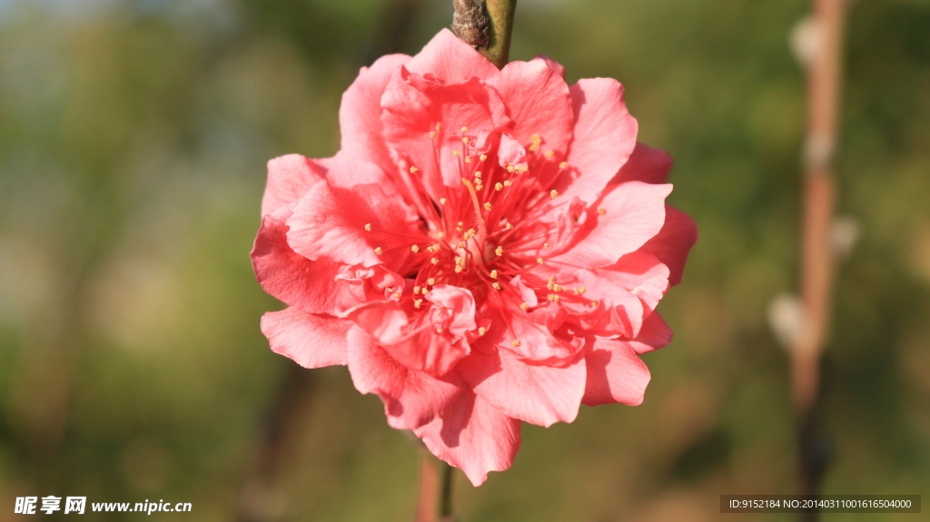 桃花