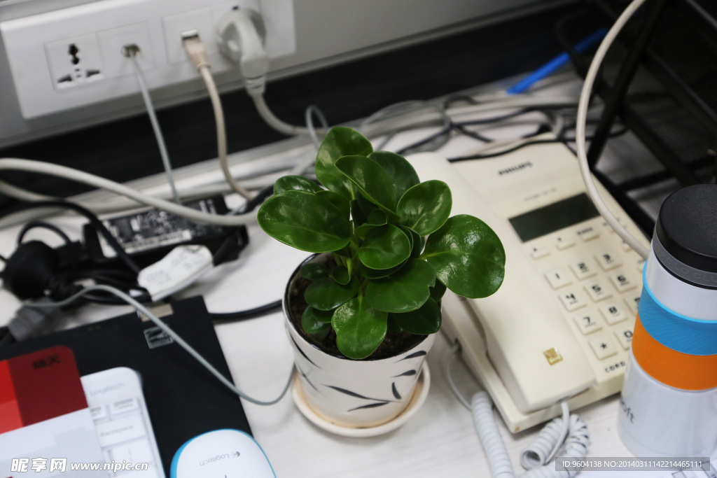 绿色植物
