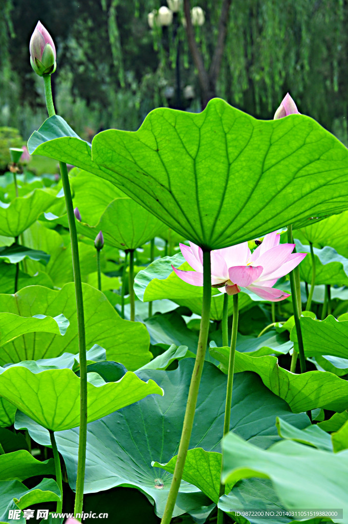 莲开并蒂