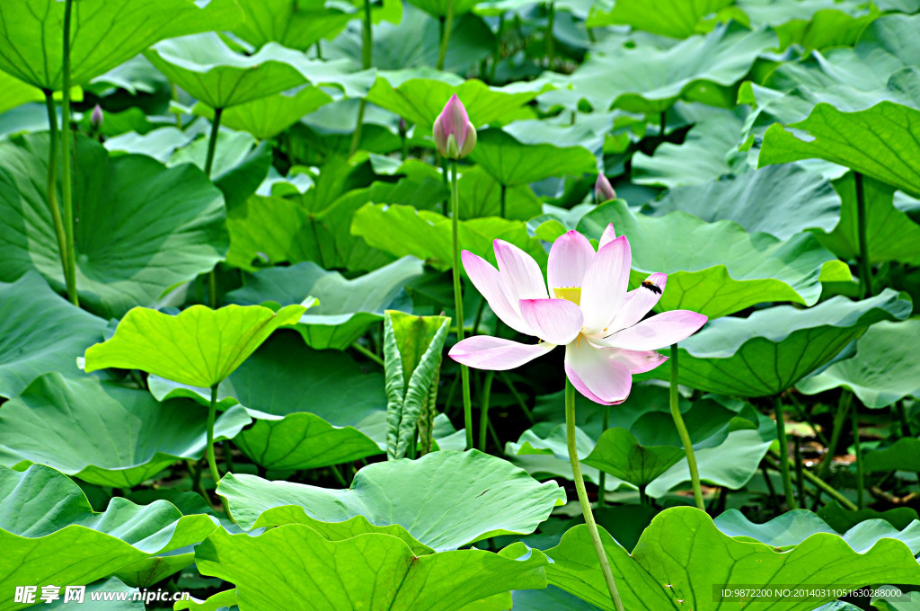 出水芙蓉