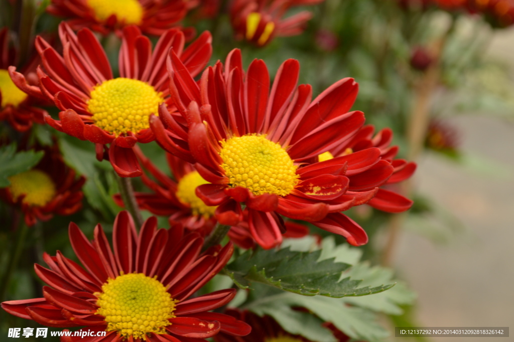 菊花
